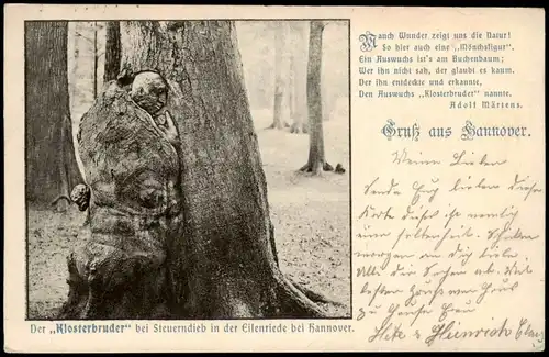 Hannover Den Auswuchs ,,Klosterbruder" nannte - Baum -Eilenriede 1903