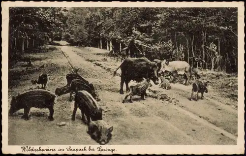 Ansichtskarte Springe Wildschweine im Saupark bei Springe 1941