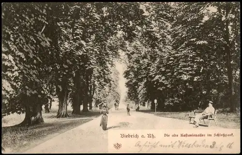 Ansichtskarte Biebrich-Wiesbaden Die alte Kastanienallee im Schloßpark 1910