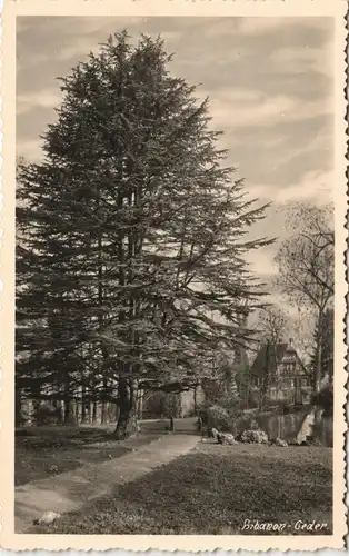 Ansichtskarte  Foto Ansicht einer Libanon-Ceder / Zeder 1950