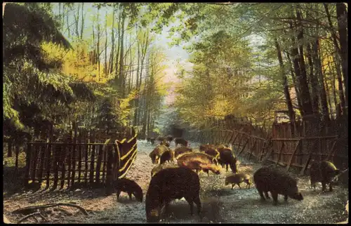 Rohrbrunn-Weibersbrunn Wildschweinfütterung Stimmungsbild Hochspessart 1919