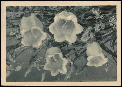 Fauna BLUMEN 1950 2x 4 Pf. Frauenkirche München und Berlin Notopfer Steuermarke