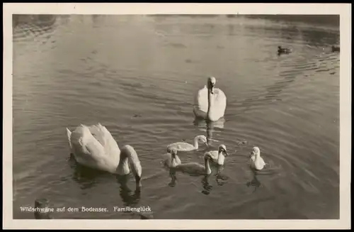 Konstanz Wildschwäne Bodensee Familienglück 1931   gel Stempel nach Grötzingen