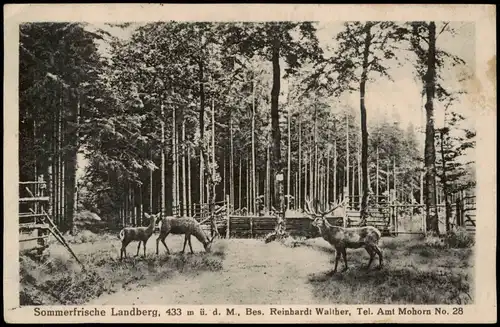 Ansichtskarte Mohorn-Wilsdruff Landberg, Tiergehege - Rehe 1926