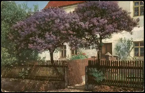 Ansichtskarte  1. WK (Baumblütte, Ort unbekannt) 1918    Feldpoststempel