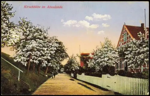 Ansichtskarte Jork Kirschblüte im Altenlande. 1916