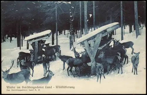 Ansichtskarte Berchtesgaden Winter, Wildtierfütterung 1909