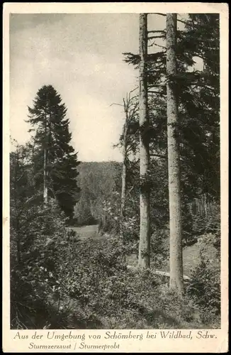 Schömberg (Schwarzwald) Umgebung Schwarzwald Sturmzerzaust Sturmerprobt 1940