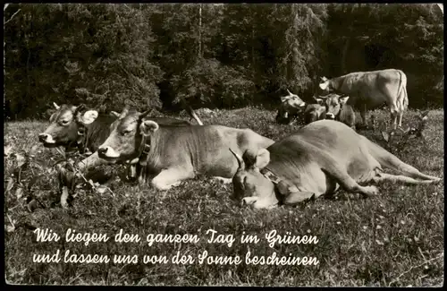 Ansichtskarte  Kuh Kühe (Cow Cows) auf der Weide (Bayern) 1965