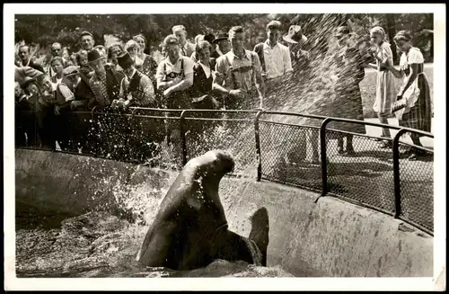 Ansichtskarte München Tierpark Hellabrunn Walroß „Mimi" spritzt 1964