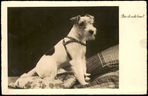 Ansichtskarte  Tiere - Hunde Bin ich nicht brav? Fotokunst Hund 1941
