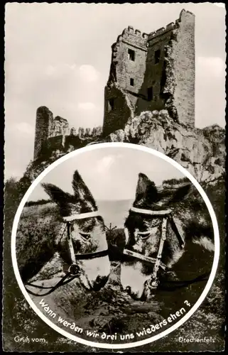 Ansichtskarte Königswinter Esel Motiv Gruss vom Drachenfels 1959