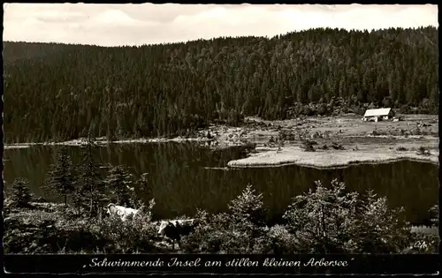 Bayerisch Eisenstein Schwimmende Insel am stillen kleinen Arbersee 1960