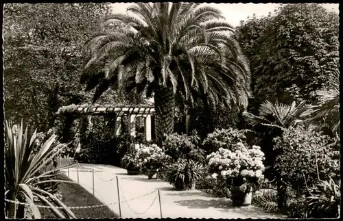 Ansichtskarte Insel Mainau-Konstanz Palmenhain 1960