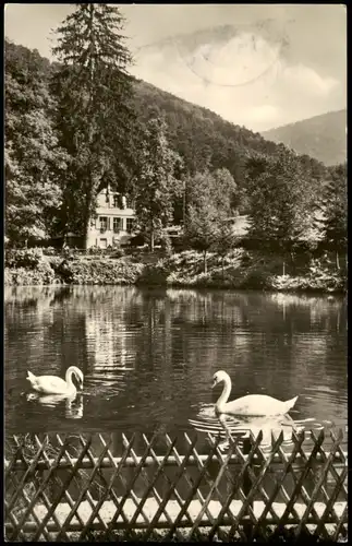 Ansichtskarte Badenweiler Partie am Café-Restaurant BERGMANNSRUHE 1960