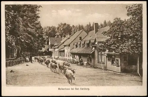 Ansichtskarte Bad Harzburg Molkenhaus, Ochsenantrieb 1922