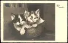 Ansichtskarte  Tiere - Katzen zusammen in einem Korb Tiere Cat Cats 1940