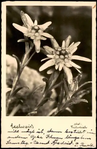 Ansichtskarte  Botanik :: Blumen EDELWEISS 1940