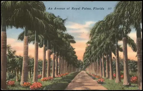 Postcard Miami Avenue of Royal Palms, Florida 1959
