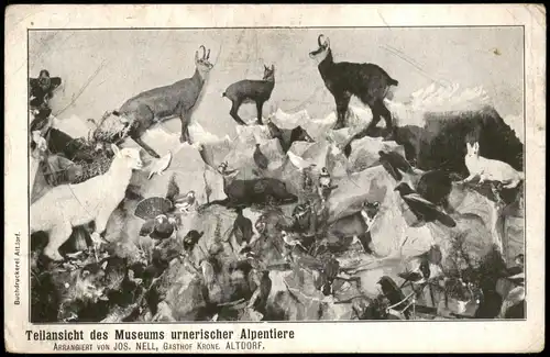 Altdorf bei Nürnberg Teilansicht des Museums urnerischer Alpentiere 1909
