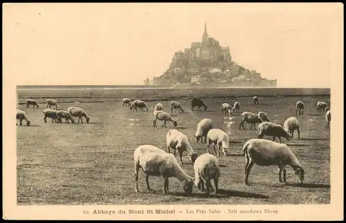 Le Mont-Saint-Michel Abbaye du Mont St Michel Salt meadows Sheep 1920