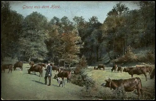 Ansichtskarte Ilsenburg (Harz) Harz Ochsen, Mann mit Hund 1910