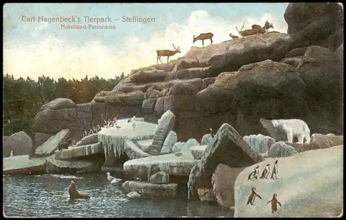 Stellingen-Hamburg Carl Hagenbeck's Tierpark Nordland Eisbär Pinguin 1914