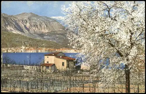 Ansichtskarte  Stimmungsbild: Ort in Italien Baumblüte Photochromie 1912