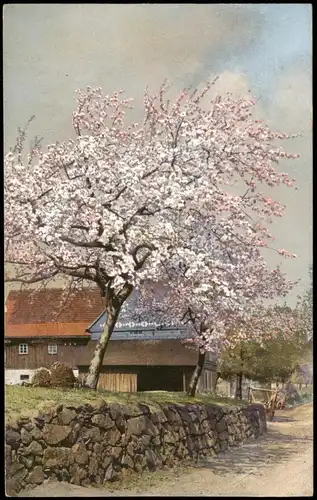 .Sachsen Oberlausitz Stimmungsbild: Gehöft Frühlingsblüte 1912