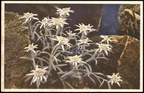 Ansichtskarte  Leontopodium alpinum. Botanik :: Blumen Photochromie 1912