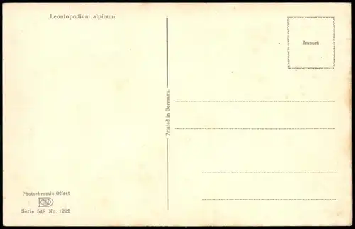 Ansichtskarte  Leontopodium alpinum. Botanik :: Blumen Photochromie 1912