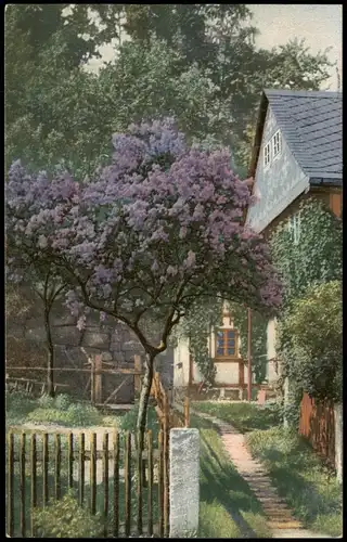 Stimmungsbild Frühling Baum-Blüte Photochromie Serienkarte 1910
