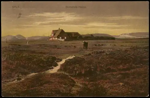 Ansichtskarte Sylt Blühende Heide 1915   im 1. Weltkrieg Feldpost gelaufen