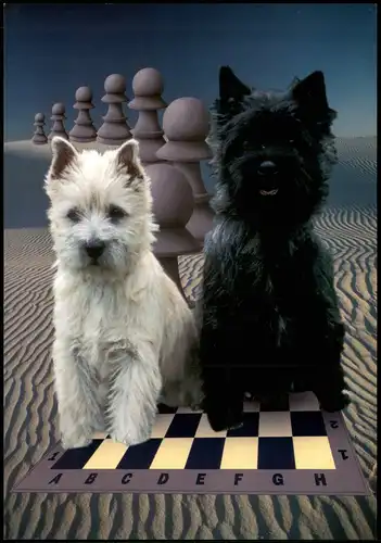 Ansichtskarte  Motivkarte Thema Schach (Chess) 2 Hunde auf Schachbrett 1998