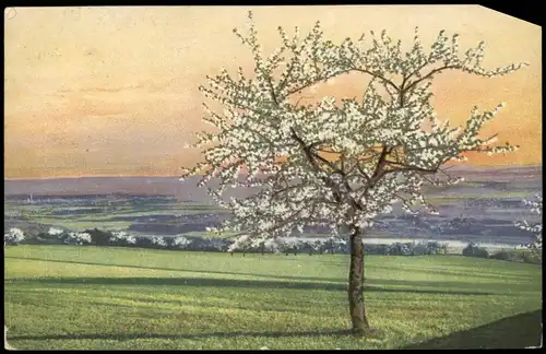 Ansichtskarte  Stimmungsbild: Frühling Baum und Fernsicht Photochromie 1916