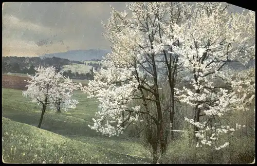 Ansichtskarte  Stimmungsbild: Frühling, Baumblüte, Felder, Wolken 1910