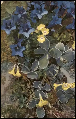 Ansichtskarte  Alpenflora Botanik :: Blumen Primula auricula 1923