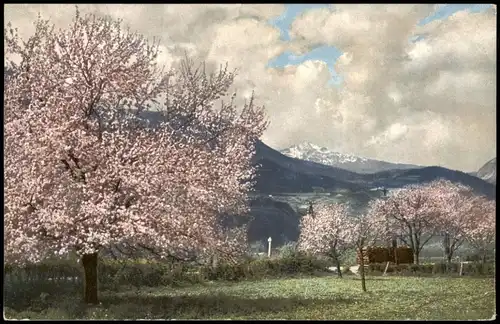 .Tirol Stimmungsbild: Frühling Österreich Tirol Obstblüte 1912