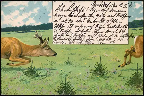 Ansichtskarte  Signierte Künstlerkarte Mailick Rehe auf dem Feld 1901 Mailick