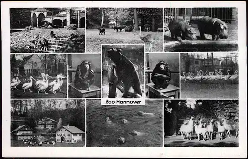 Ansichtskarte Hannover Zoologischer Garten MB Affen Nilpferde 1939
