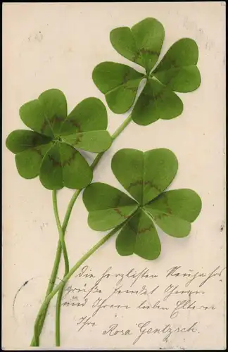 Ansichtskarte  Glück Symbol Künstlerkarte vierblättrige Kleeblätter 1904