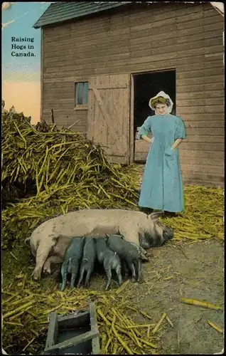 Kanada (allgemein) Bauern - Landwirtschaft Kanada Frau Schweine Farmer 1914