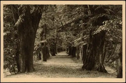 Ansichtskarte Glauchau Allee am Gründelteich 1928