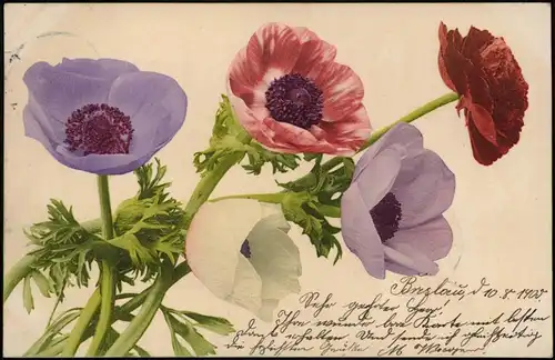 Ansichtskarte  Botanik :: Blumen u.a. Mohnblume Farblichtdruck 1905