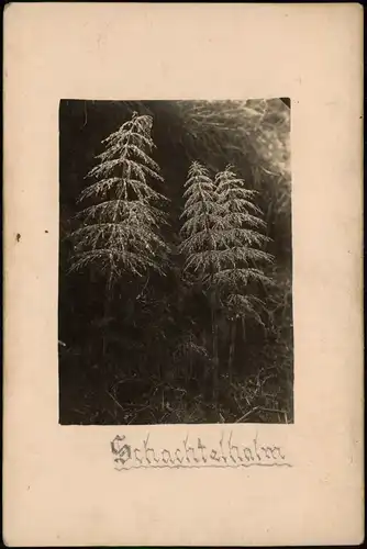 Foto  Botanik Pflanzen Schachtelhalm 1915 Privatfoto