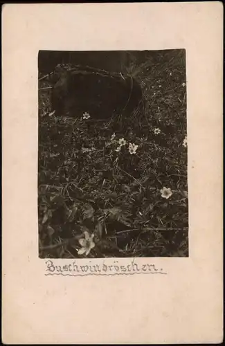 Foto  Botanik :: Blumen Buschwindröschen 1922 Privatfoto