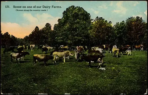 USA United States of America Bauern Rinder Farmer Scene of our Dairy Farms 1913