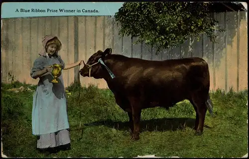 Kanada (allgemein) Kanada A Blue Ribbon Prize Winner in Canada. 1912