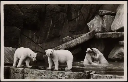 Stellingen-Hamburg Tierpark Hagenbeck Nordland-Panorama: Eisbären 1932