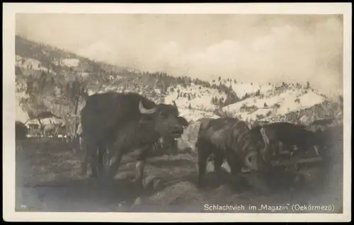 Echtfoto-AK Kühe Rinder Schlachtvieh im „Magazin" (Oekörmezö) 1920